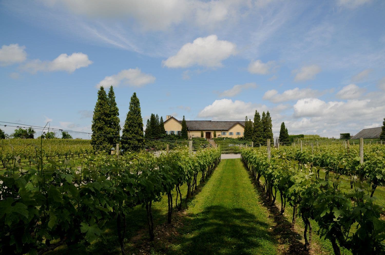 Wolffer Estate Vineyard