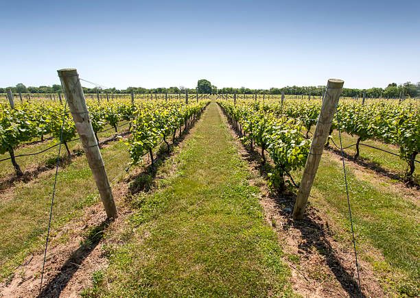 Long Island’s East End Vineyards