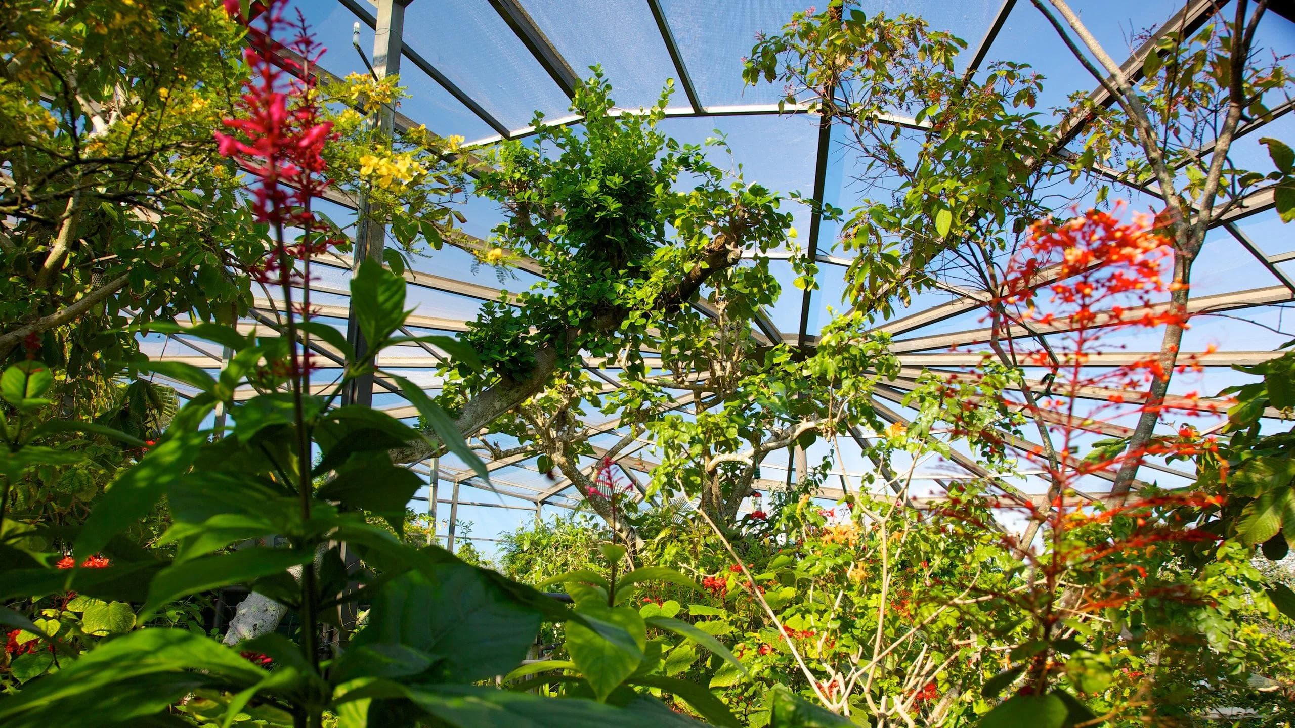 Butterfly World