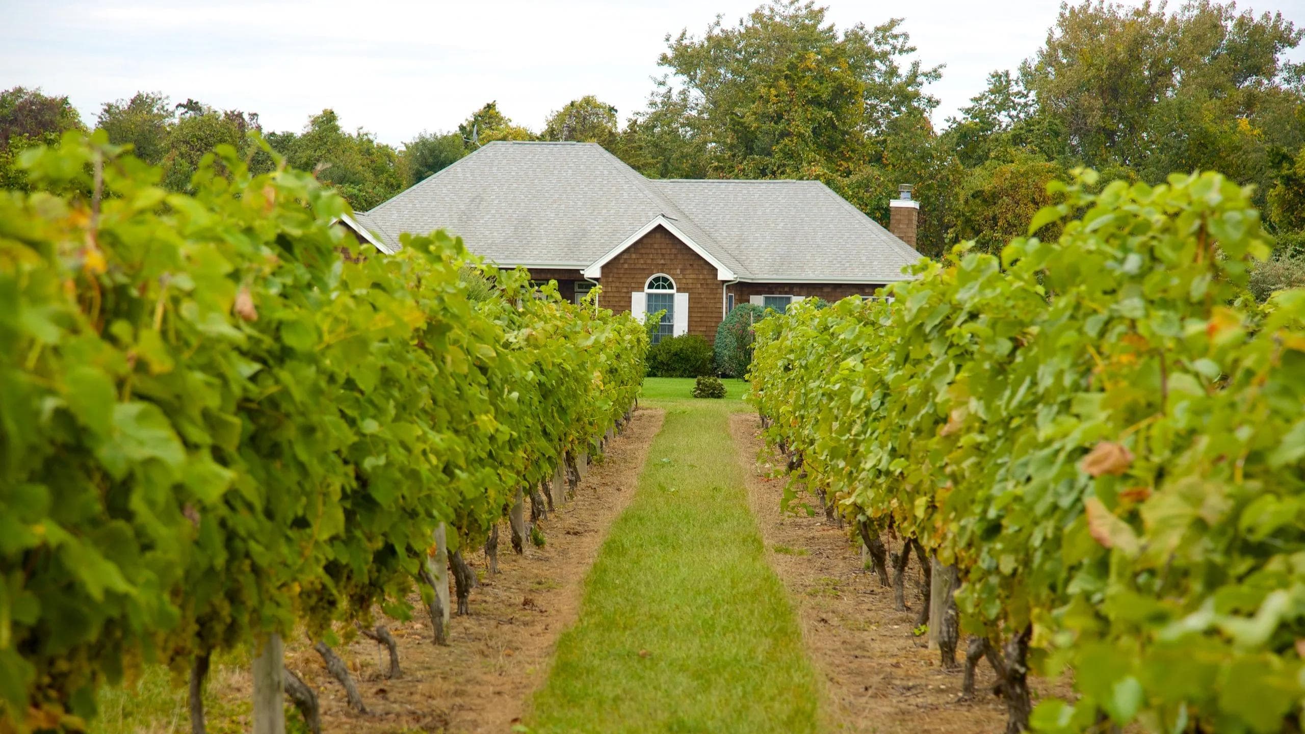 Duck Walk Vineyards