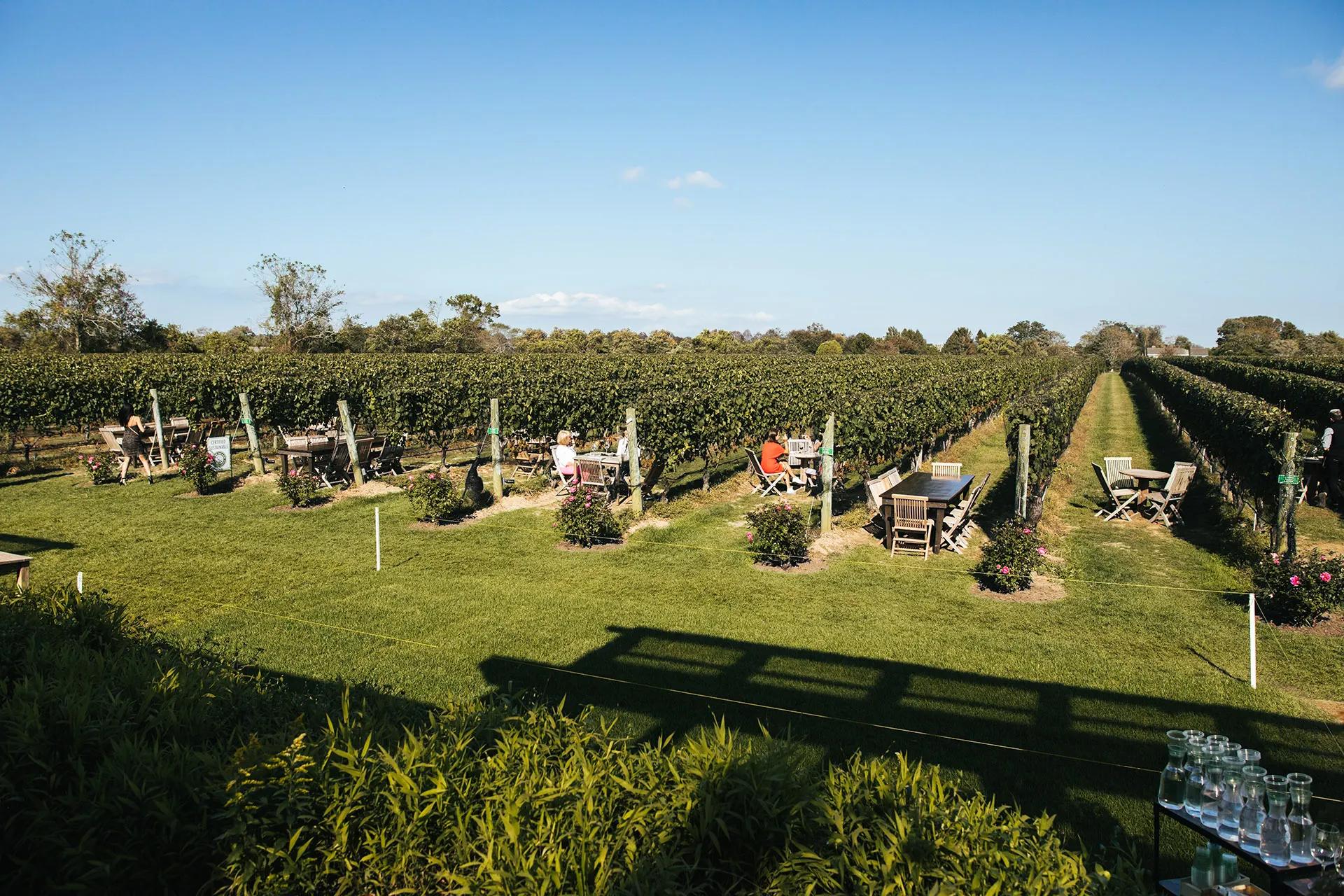 Long Island’s East End Vineyards
