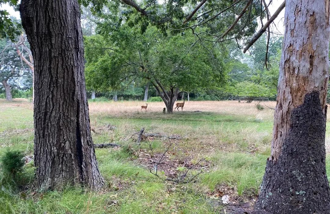 Pine Neck Sanctuary