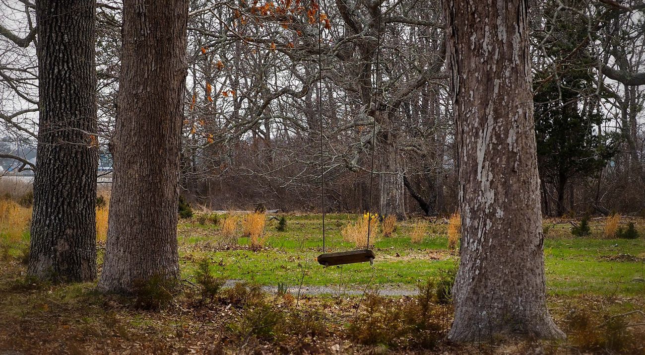 Westhampton Dwarf Pine Plains Preserve