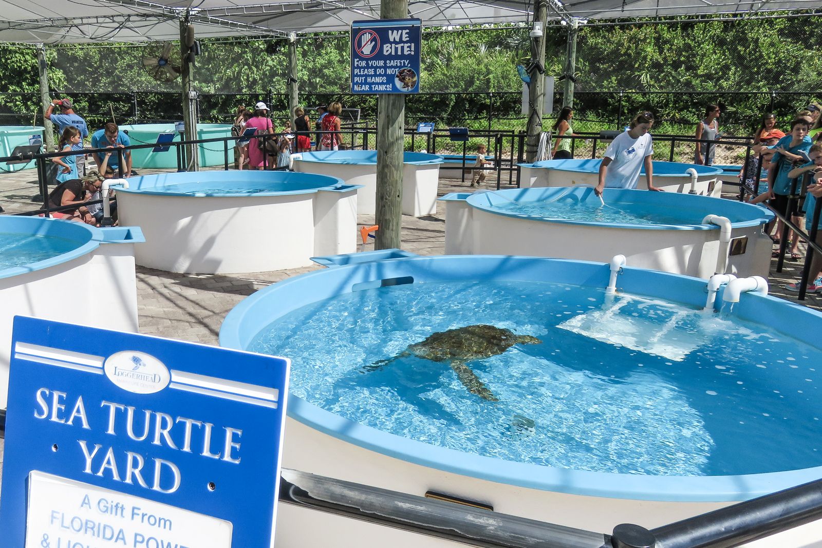 Loggerhead Marinelife Center