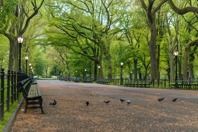 Central Park (1 Block Away)