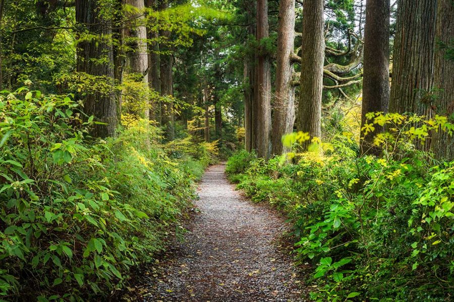 East Hampton Village Nature Trail