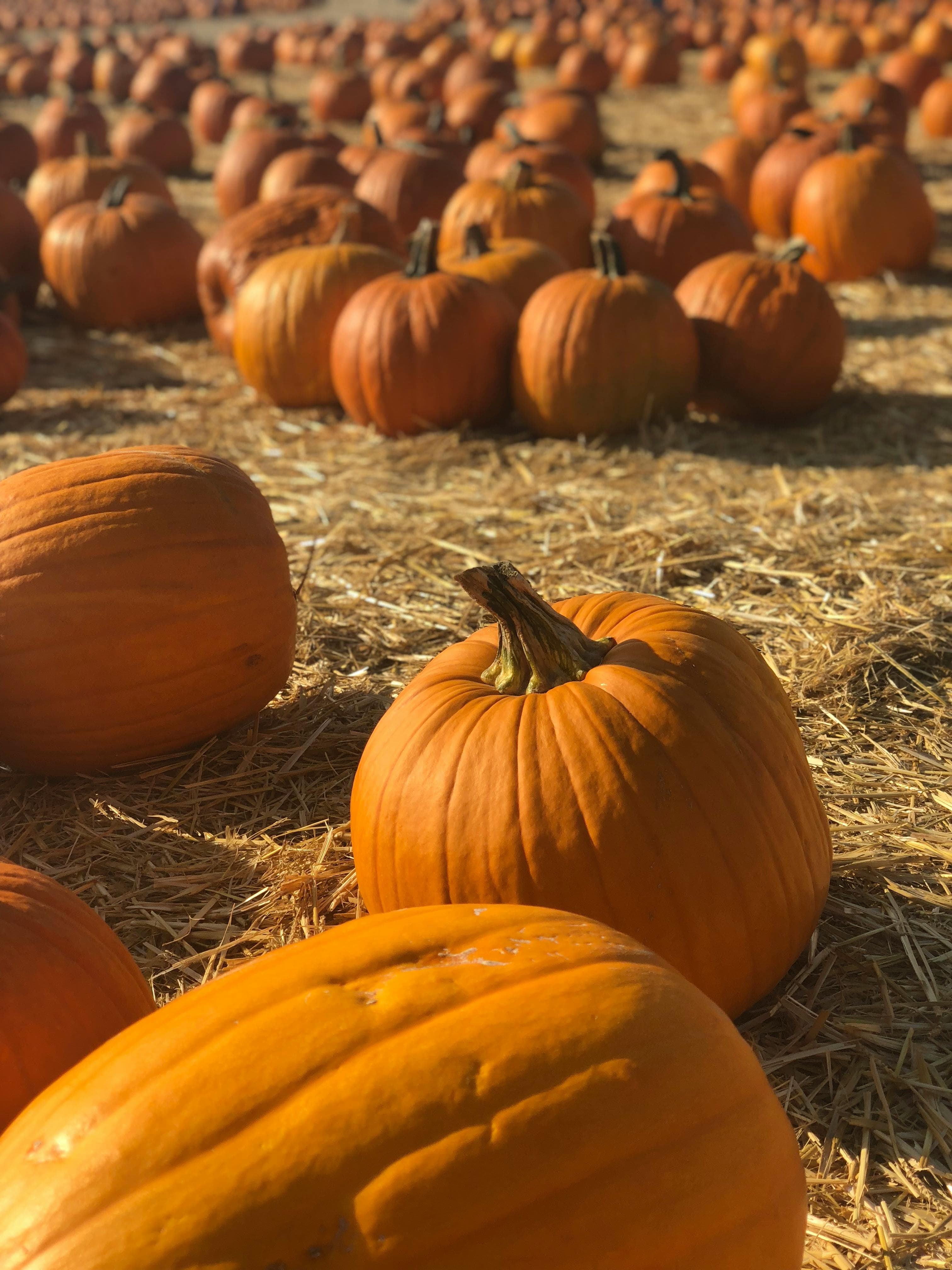 Hank’s Pumpkintown