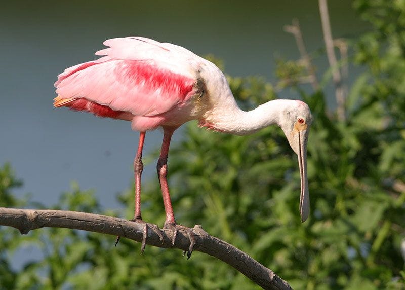 Roseate Spoonbill in the wild. Photograph by Sam Crowe